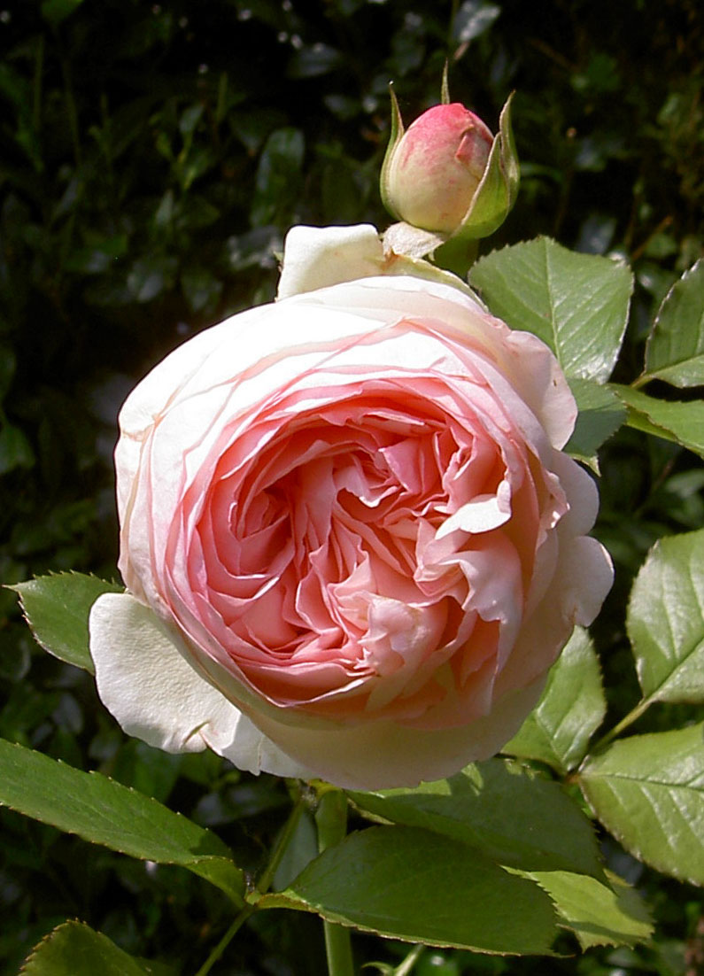 Garten 8000-35