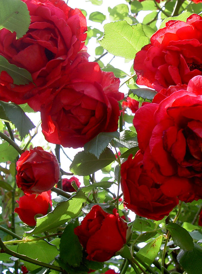 Garten 8000-22